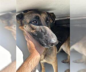 German Shepherd Dog Dogs for adoption in Houston, TX, USA