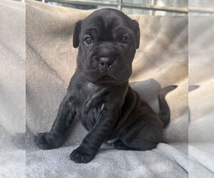 Mutt Dogs for adoption in OKLAHOMA CITY, OK, USA