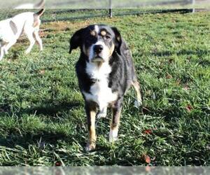 Sheprador Dogs for adoption in Fort Wayne, IN, USA