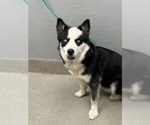 Siberian Husky-Unknown Mix Dogs for adoption in Las Vegas, NV, USA