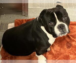American Pit Bull Terrier Dogs for adoption in Orange, CA, USA