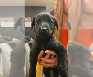 Boxer-German Shepherd Dog Mix Dogs for adoption in Aurora, IN, USA