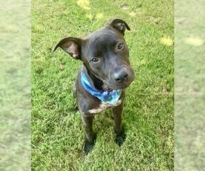 Mutt Dogs for adoption in Tulsa, OK, USA