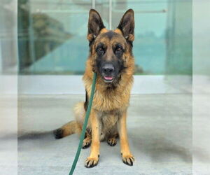 German Shepherd Dog Dogs for adoption in Long Beach, CA, USA