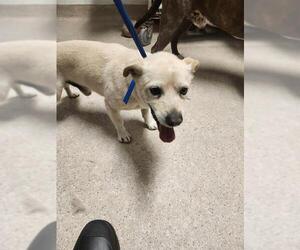 Chihuahua Dogs for adoption in Bakersfield, CA, USA