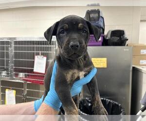Rottweiler-Unknown Mix Dogs for adoption in Grand Prairie, TX, USA