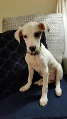 Medium Photo #1 Italian Greyhound-Unknown Mix Puppy For Sale in Gilbertsville, PA, USA