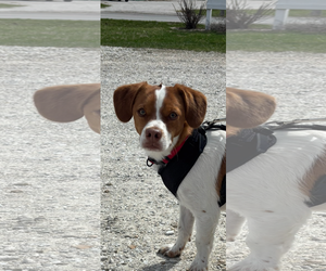 Bocker Dogs for adoption in Macon, MO, USA