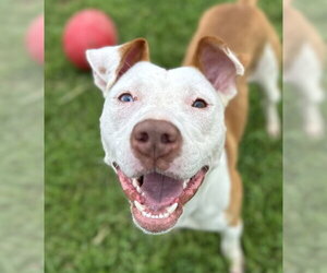 Mutt Dogs for adoption in Evansville, IN, USA