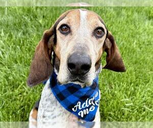 English Coonhound Dogs for adoption in Pueblo, CO, USA