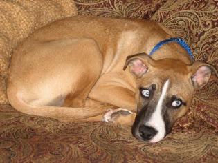 Bullboxer Pit Dogs for adoption in Livonia, MI, USA