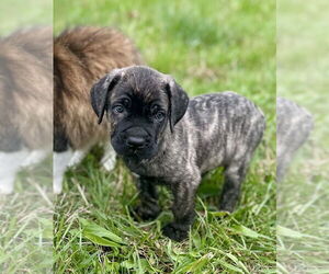 Mutt Dogs for adoption in Mooresville, NC, USA