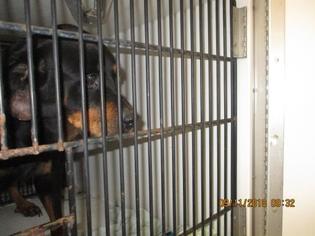 Medium Photo #1 Rottweiler Puppy For Sale in Sanford, FL, USA