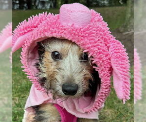 Mutt Dogs for adoption in Arlington, VA, USA