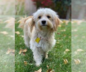 Maltipoo Dogs for adoption in Sandy, UT, USA