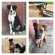 Boxer Dogs for adoption in Bardstown, KY, USA