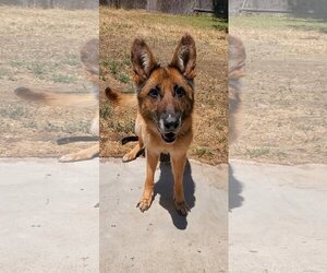 German Shepherd Dog Dogs for adoption in Temecula, CA, USA