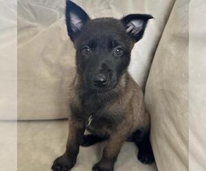 Unknown-Whippet Mix Dogs for adoption in San Diego, CA, USA