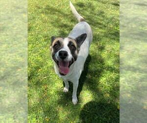 Mutt Dogs for adoption in Riverside, CA, USA