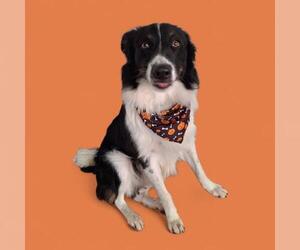 Border Collie Dogs for adoption in Bakersfield, CA, USA