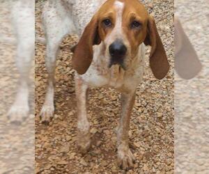 Coonhound Dogs for adoption in Athens, AL, USA
