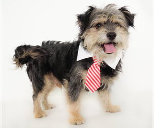 Mutt Dogs for adoption in Phoenix, AZ, USA