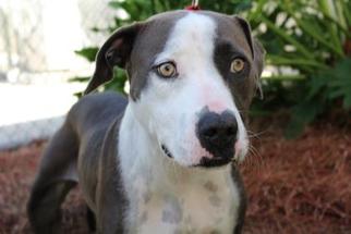 Mutt Dogs for adoption in Brunswick, GA, USA