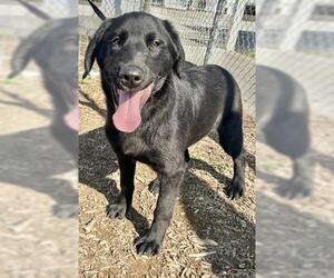 Labrador Retriever-Unknown Mix Dogs for adoption in Visalia, CA, USA