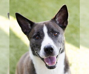 Mutt Dogs for adoption in Canton, CT, USA