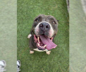 American Pit Bull Terrier Dogs for adoption in Downey, CA, USA
