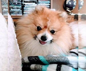 Pomeranian Dogs for adoption in House Springs, MO, USA