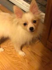 Medium Photo #1 Pomeranian-Unknown Mix Puppy For Sale in Delaware, OH, USA