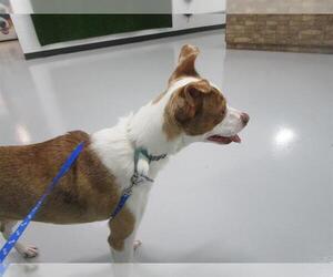 Australian Shepherd-Unknown Mix Dogs for adoption in Temple, TX, USA