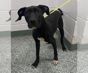 American Pit Bull Terrier-Doberman Pinscher Mix Dogs for adoption in Salisbury, NC, USA