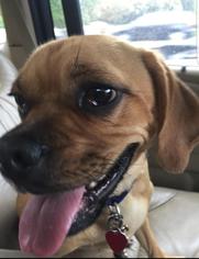 Puggle Dogs for adoption in Woodbridge, VA, USA