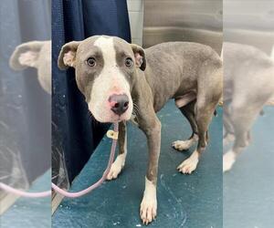American Pit Bull Terrier-Unknown Mix Dogs for adoption in Mobile, AL, USA
