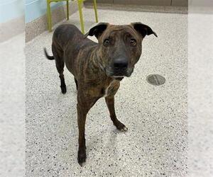 Plott Hound Dogs for adoption in Brighton, CO, USA