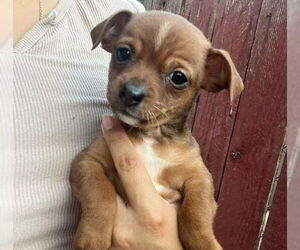 Chihuahua-Unknown Mix Dogs for adoption in Las Vegas, NV, USA