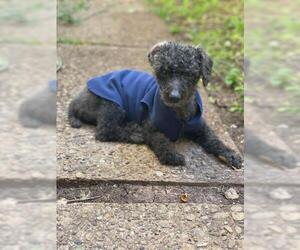 Poodle (Miniature) Dogs for adoption in Seven Valleys, PA, USA