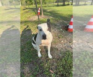 American Staffordshire Terrier Dogs for adoption in Fort Lauderdale, FL, USA