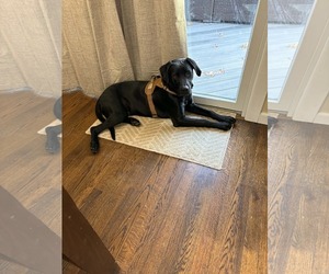 Labrador Retriever-Unknown Mix Dogs for adoption in Woodbury, NY, USA