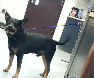 German Shepherd Dog-Unknown Mix Dogs for adoption in Fayetteville, NC, USA