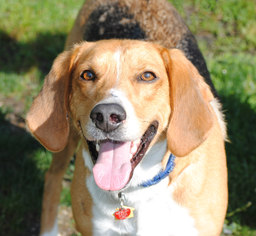 Treeing Walker Coonhound Dogs for adoption in Spring Lake, NJ, USA