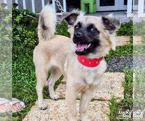 Chihuahua-Unknown Mix Dogs for adoption in Washington, DC, USA
