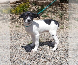 Basset Hound-Pointer Mix Dogs for adoption in Salt Lake City, UT, USA