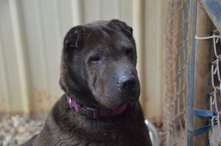 Chinese Shar-Pei Dogs for adoption in Athens, AL, USA