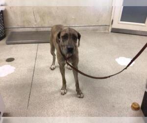 Great Dane Dogs for adoption in Riverside, CA, USA