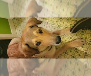 Chesapeake Bay Retriever-German Shepherd Dog Mix Dogs for adoption in Albertville, MN, USA