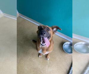 German Shepherd Dog-Unknown Mix Dogs for adoption in Newton, NC, USA