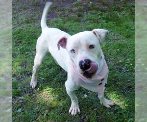 American Pit Bull Terrier Dogs for adoption in Helena, AL, USA